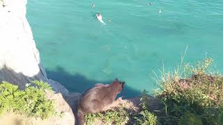 Crazy Cat Not Afraid Of Heights