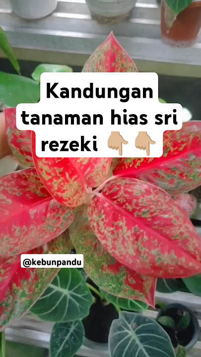 Kandungan tanaman hias Sri rezeki #kebunpandu #tanamahias #tanamanindoor #tanamanoutdoor #srirejeki