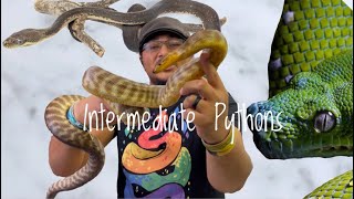 5 Great Intermediate Pythons