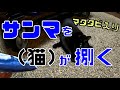 マタタビ入りサンマを猫にあげてみた！（じゃれぐるみ）