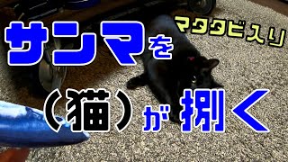 マタタビ入りサンマを猫にあげてみた！（じゃれぐるみ）