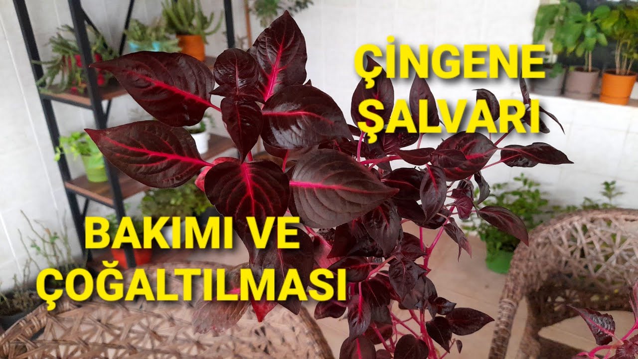 Цыганский шальвар цветок⚘уход и размножение⚘ #iresineherbstii #içmekançiçekleri #уличный цветок