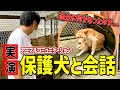保護犬と会話実践！過去に何があった？【アニマルコミュニケーション】