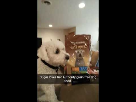 my-dog-sugar-loves-authority-grain-free-dog-food.