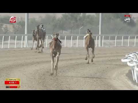 ش 4 شداد وهاج ل أحمد سلطان بالرشيد السويدي 7 32 01 مهرجان الظفرة 2025 10 26 ايذاع