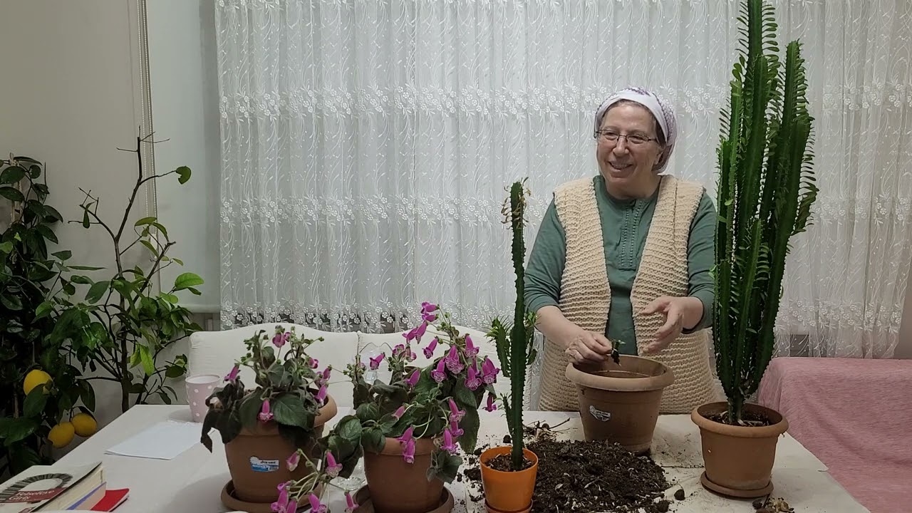 SÜT AĞACININ SAKSI DEĞİŞİMİ, EKİMİ, DİKİMI, BAKIMI  NASIL  YAPILIR