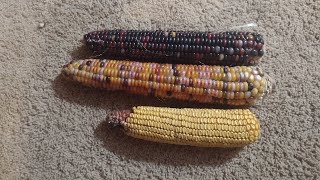 Hybrid vs Heirloom Corn