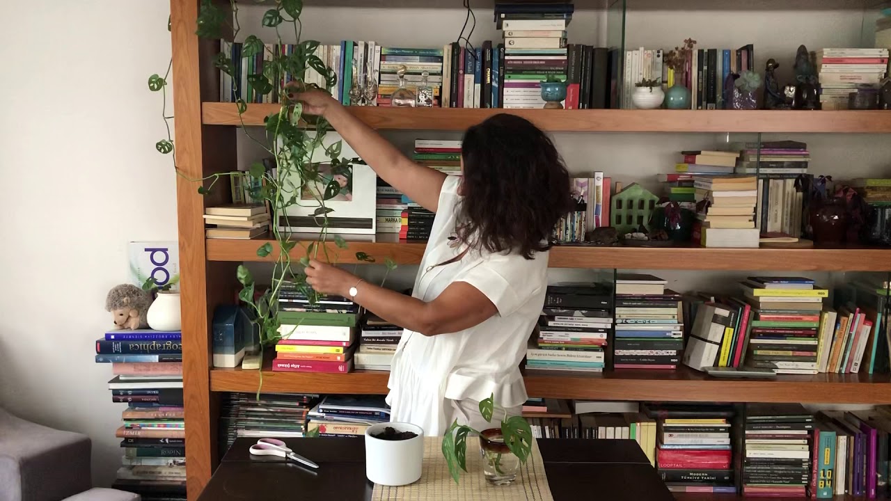 Monstera Adansonii (Deve Tabanı) Bakımı ve Çoğaltılması