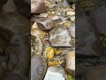 Trout are happy when water is under 68 degrees…