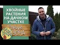 Посадка хвойных растений | Какие хвойные растения на даче можно посадить?