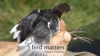 White-winged Flufftails / Bird Matters Project Profile