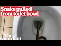 Queensland snake catcher retrieves reptile from toilet bowl in hervey bay