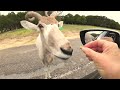 Fossil rim wildlife center