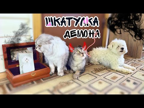 ПРОКЛЯТЫЙ ПОДАРОК ДЛЯ ЩЕНКА БИЛЛИ БОЯ