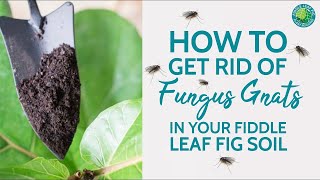 Fiddle Leaf Fig Have Fungus Gnats? Here's How To Get Rid Of Them | Fiddle Leaf Fig Plant Resource