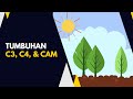 Adakah perbedaan tumbuhan C3, C4 dan CAM?