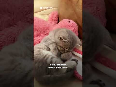 Почему собаки и коты прячут свой нос, когда спят? #интересныефакты