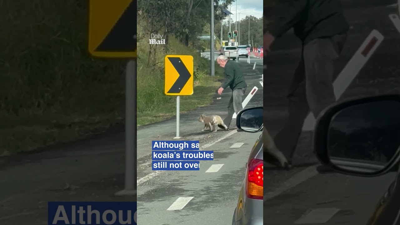 Grandpa helps koala across busy road... then scolds it