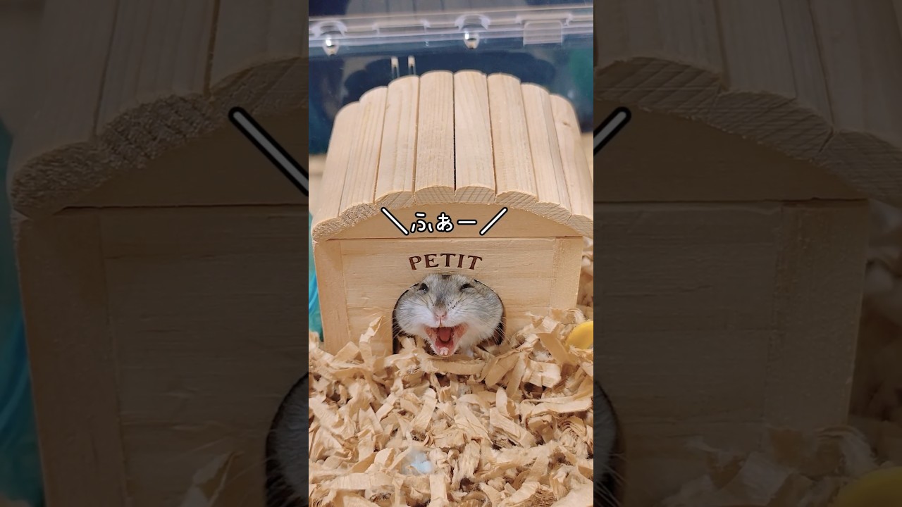 ハムスターの1日をご紹介🐹#ハムスター#ジャンガリアン#こもる#hamsters # ペット動画#癒し動画#햄스터