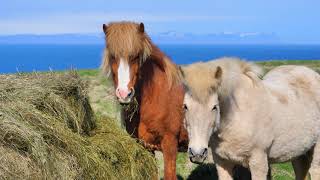 #Футаж породистые лошади и кони ◄4K•HD► #Footage thoroughbred horses and horses