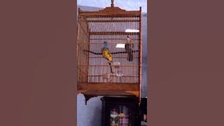 Burung cucak rowo ropel tasik 1