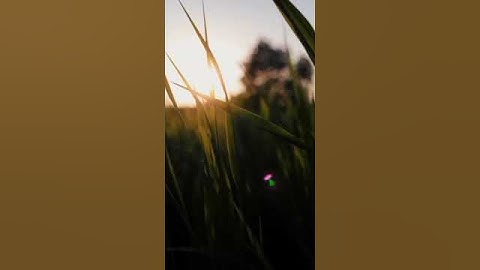 تلاوت قران كريم سعد أيوب #تلاوات #تلاوت #قرآن #سعد