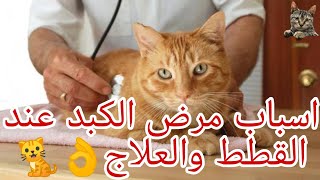 اسباب مرض الكبد عند القطط والعلاج