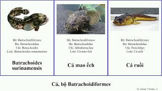 Cá, bộ Batrachoidiformes fish tau mao surinamensis ếch Opsanus Amphichthys Brian Bolger Home ruồi Opsanus Tau