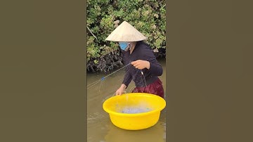 Thả lưới cá rô đồng