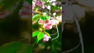 Flower Shorts #Nature #Beautiful #Flowers #Shorts #Rose #Cherryblossom #Viral #Viralvideo #For You