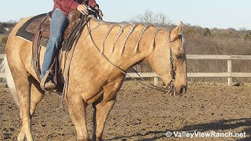 Reese - smooth easy walk, jog, lope, stops! - ValleyViewRanch.net