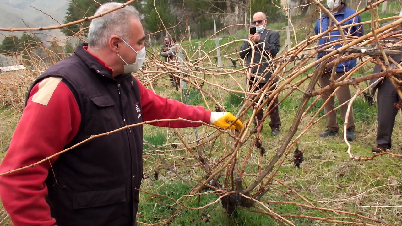 BAĞ BUDAMA, DOĞRU BAĞ BUDAMA NASIL YAPILIR