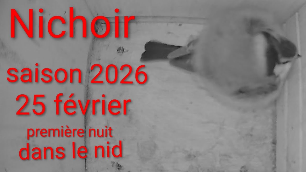 Nichoir saison 2026 : 25 février première nuit pour la mésange bleue dans son nid en construction. 