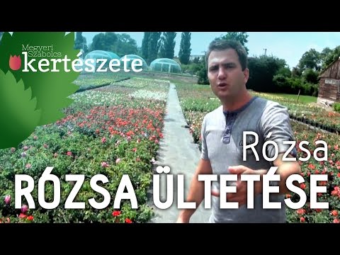 Videó: Rózsafa: fotó, tulajdonságok, szín