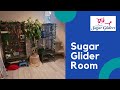 Sugar Glider Room Tour