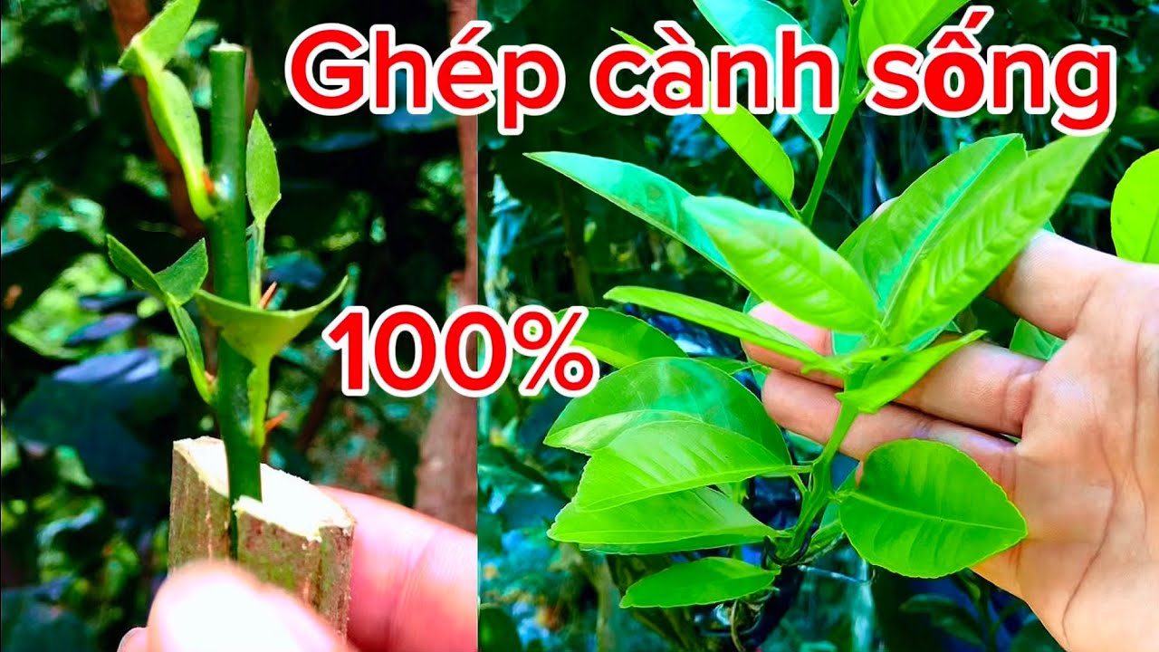 Cách rất đơn giản để ghép cành chanh lên cây bưởi sống hết 