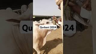 Multan Cow Mandi Qurbani 2024 #bigestbull #heavybull#Cow#brahmanbreed