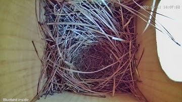 Building their nest -- A House Wren Visits - Uh Oh - Day 7 clip 2 | Decatur Bluebirds 5.11.22