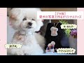 【プラ板3wayアレンジ】愛犬の写真で作るオリジナルグッズ！〜アクリルスタンド風・キーホルダー・迷子札〜