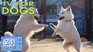 24 HOURS of Best Fun & Relaxing TV for Dogs Boredom Busting Videos for Dog with Music