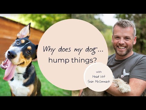 Why does my dog hump things?
