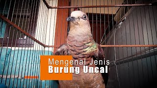 MENGENAL JENIS BURUNG UNCAL YANG HIDUP DI PULAU JAWA