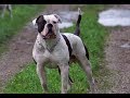 Bouledogue amricain tout savoir sur cette race de chien american bulldog vf
