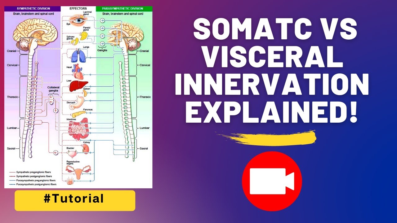 Visceral Somatic Chart