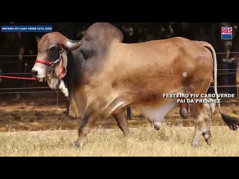 Lote 28   Reyna Fiv de Brasilia