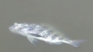 Fish kill ahead of lagoon health meeting