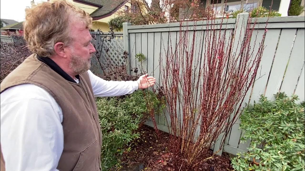 How to Prune Barberry Trees Seattle Arborist Chip Kennaugh YouTube