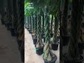 Tanaman hias dalam greenhouse tumbuh lebih sehat dan bernilai tinggi. 🌱✨#TanamanHias #Greenhouse