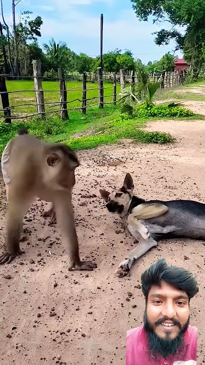 monkey and dog funny video #dog #animals #monkey #doglover #puppy