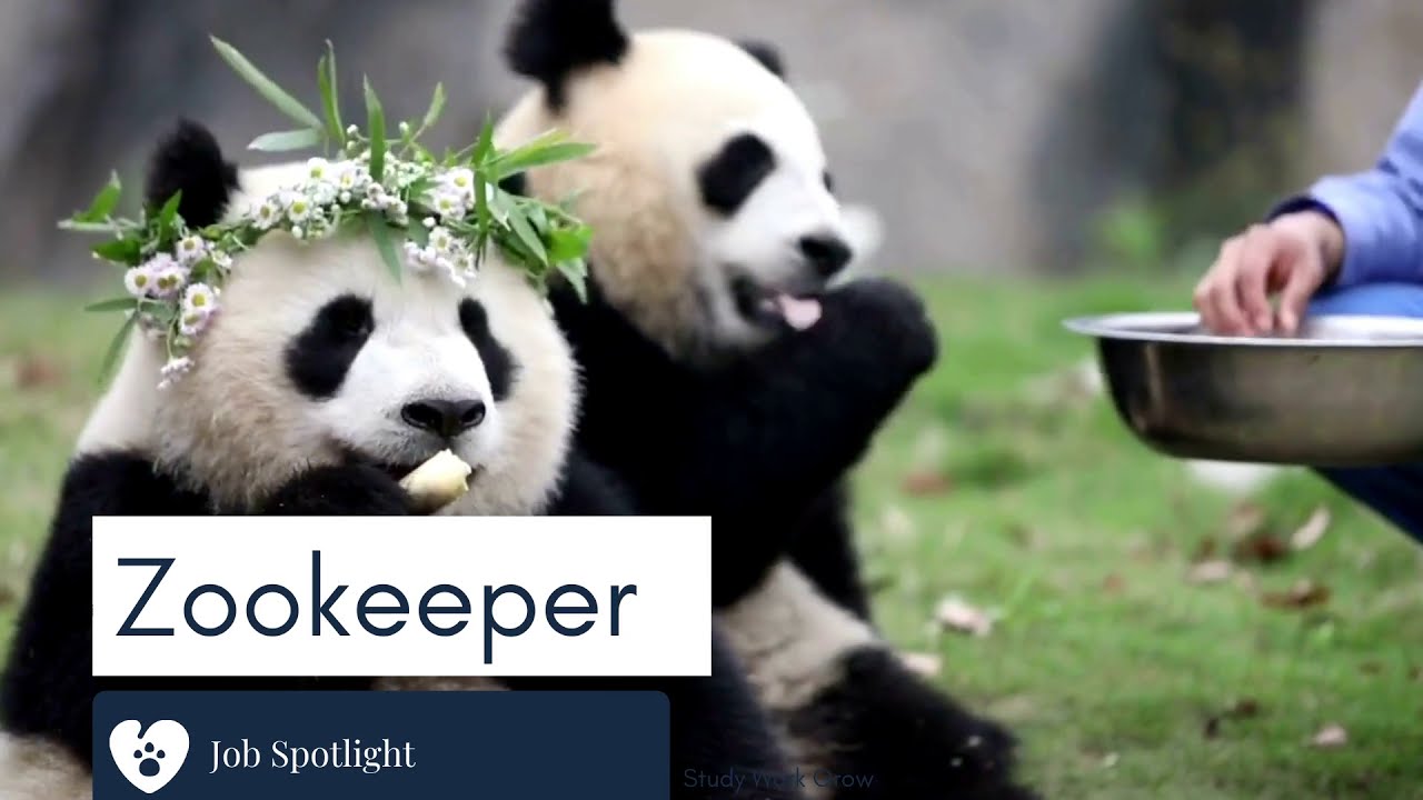 zookeeper job